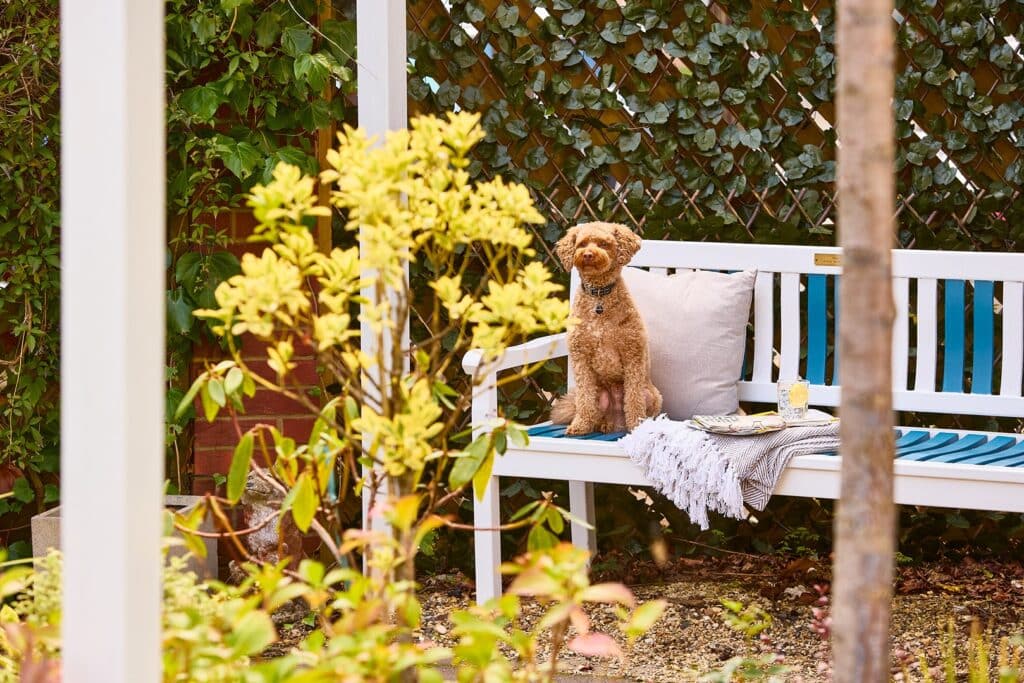 Dog sitting on garden bench beside cushion