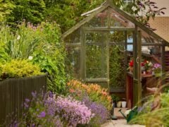 Greenhouse surrounded by colourful garden flowers and plants