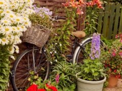 Bicycle with basket among flowering plants in garden.