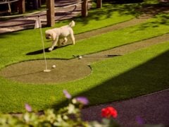 Dog on mini-golf course with clubs and balls.