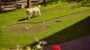 Dog on mini-golf course with clubs and balls.