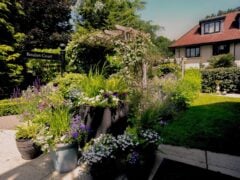 Lush garden beside a white house.
