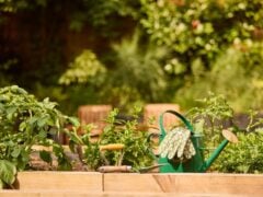 Gardening tools and plants in sunny garden bed.