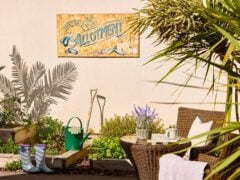Sunny allotment garden with seating and plants