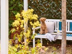 Dog sitting on garden bench beside cushion