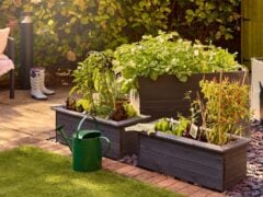 Raised garden beds with vegetables and green watering can